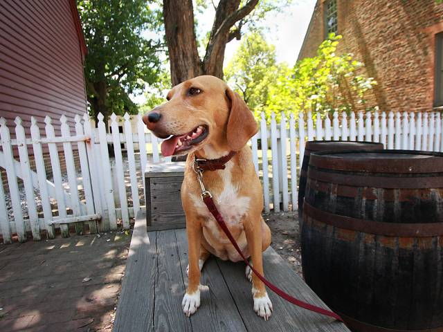 Bark (like Twitter)